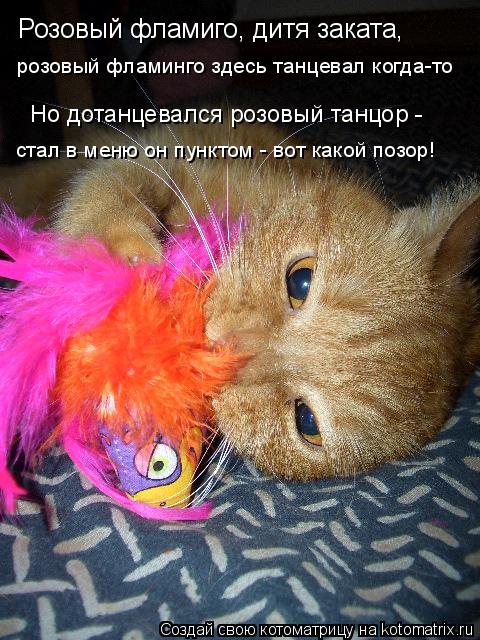 Розовый фламиго, дитя заката, розовый фламинго здесь танцевал когда-то Но дотанцевался розовый танцор... Котоматрица: Розовый фламиго, дитя заката, розовый фламинго здесь танцевал когда-то Но дотанцевался розовый танцор - стал в меню он пунктом - вот какой по