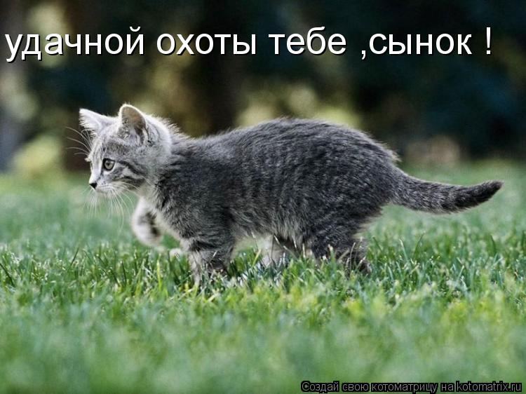 Котоматрица: удачной охоты тебе ,сынок !