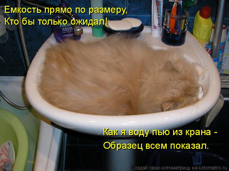 Котоматрица: Емкость прямо по размеру, Кто бы только ожидал! Как я воду пью из крана - Образец всем показал.