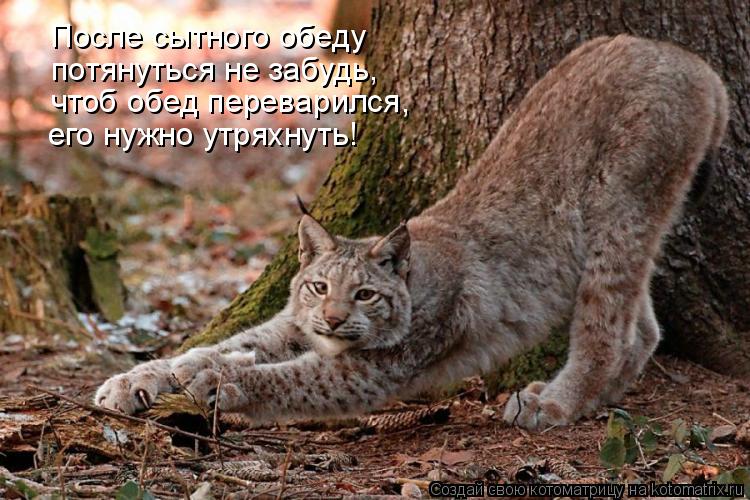 После сытного обеду потянуться не забудь, чтоб обед переварился, его нужно утряхнуть!... Котоматрица: После сытного обеду потянуться не забудь, чтоб обед переварился, его нужно утряхнуть!