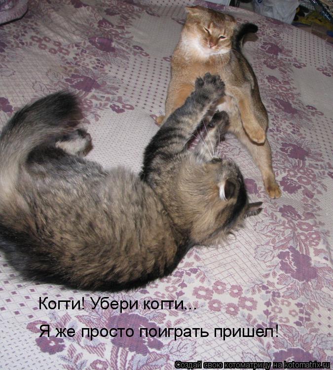 Когти! Убери когти... Я же просто поиграть пришел!... Котоматрица: Когти! Убери когти... Я же просто поиграть пришел!