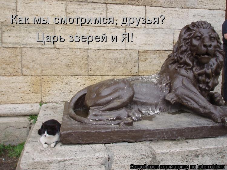 Как мы смотримся, друзья? Царь зверей и Я!... Котоматрица: Как мы смотримся, друзья? Царь зверей и Я!