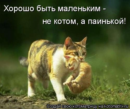 Котоматрица: Хорошо быть маленьким - не котом, а паинькой!