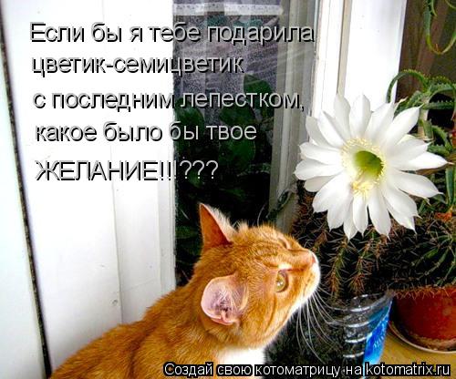 Котоматрица: Если бы я тебе подарила цветик-семицветик  с последним лепестком,  какое было бы твое  ЖЕЛАНИЕ!!!???