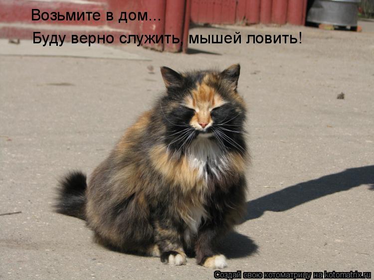 Котоматрица: Возьмите в дом... Буду верно служить, мышей ловить!
