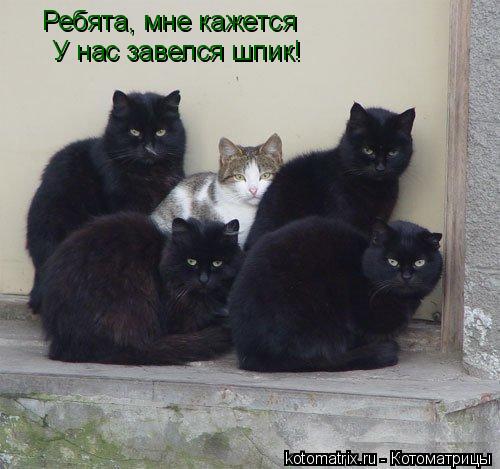 Котоматрица: Ребята, мне кажется У нас завелся шпик!