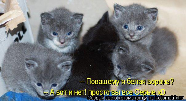 Котоматрица: -- Повашему я белая ворона?  -- А вот и нет! просто вы все Серые xD