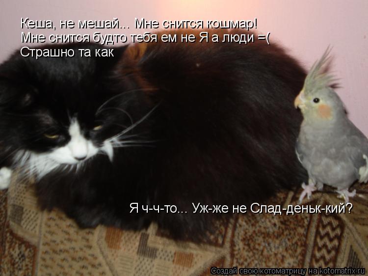 Котоматрица: Я ч-ч-то... Уж-же не Слад-деньк-кий? Кеша, не мешай... Мне снится кошмар! Мне снится будто тебя ем не Я а люди =( Страшно та как