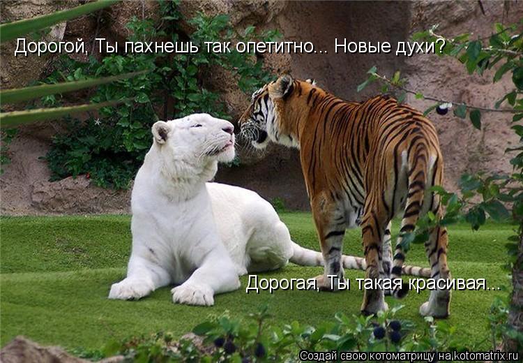 Котоматрица: Дорогая, Ты такая красивая... Дорогой, Ты пахнешь так опетитно... Новые духи?
