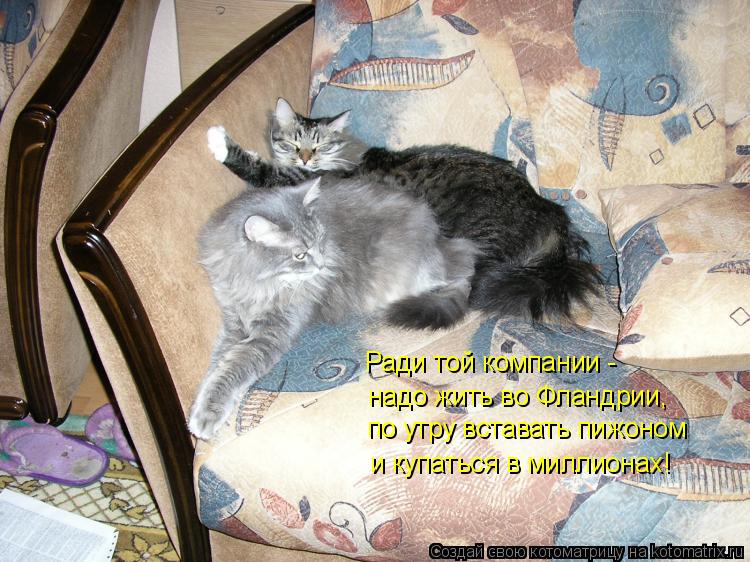 Котоматрица: Ради той компании - надо жить во Фландрии, по утру вставать пижоном и купаться в миллионах!