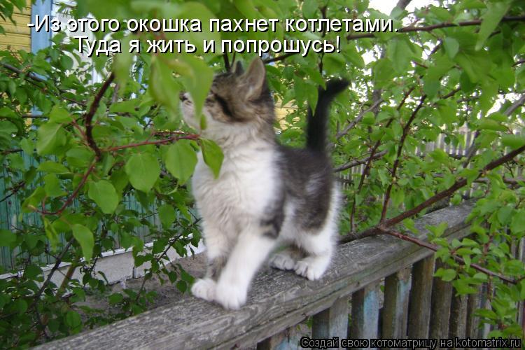 Котоматрица: -Из этого окошка пахнет котлетами. Туда я жить и попрошусь!