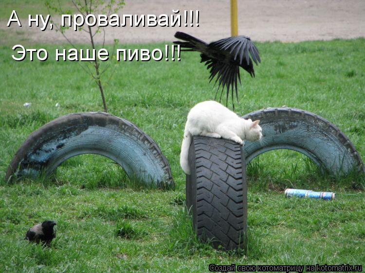 А ну, проваливай!!! Это наше пиво!!!... Котоматрица: А ну, проваливай!!! Это наше пиво!!!