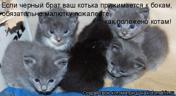 Котоматрица: Если черный брат ваш котька прижимается к бокам, обязательно малютку пожалейте,  как положено котам!