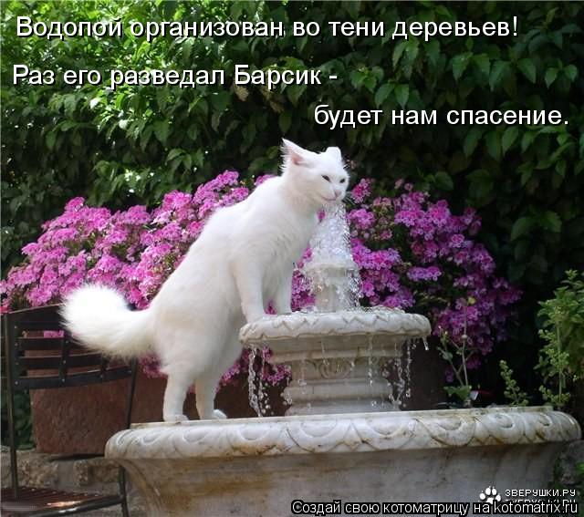 Котоматрица: Водопой организован во тени деревьев! Раз его разведал Барсик -  будет нам спасение.