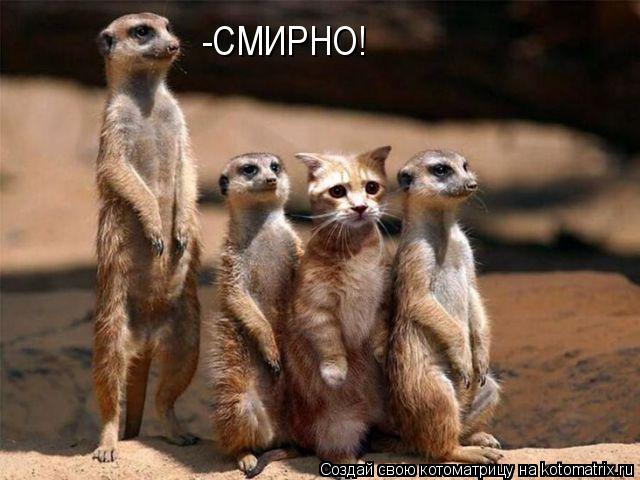 Котоматрица: -СМИРНО!