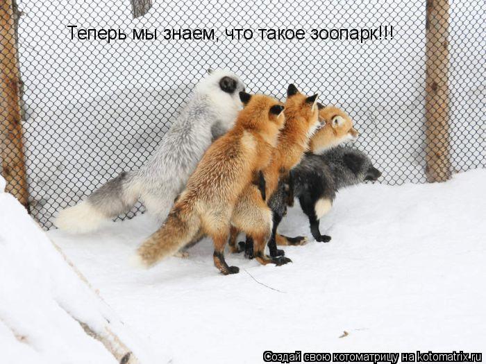 Теперь мы знаем, что такое зоопарк!!!... Котоматрица: Теперь мы знаем, что такое зоопарк!!!