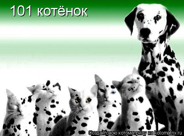 Котоматрица: 101 котёнок
