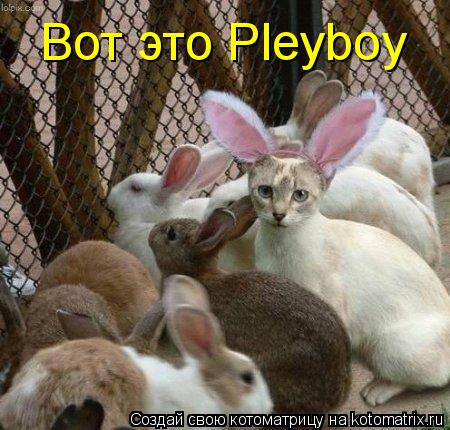 Котоматрица: Вот это Pleyboy