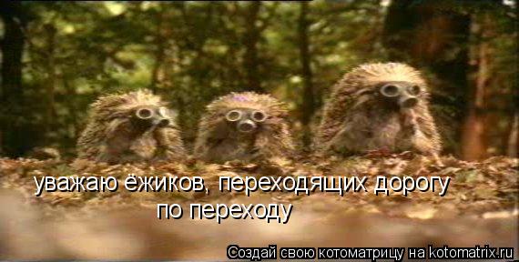 Котоматрица: уважаю ёжиков, переходящих дорогу по переходу