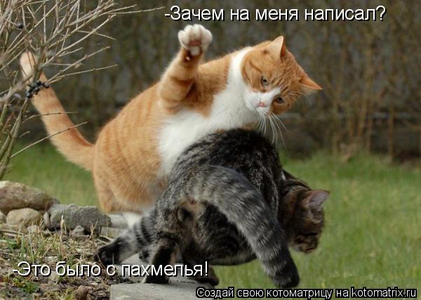 Котоматрица: -Зачем на меня написал? -Это было с пахмелья!