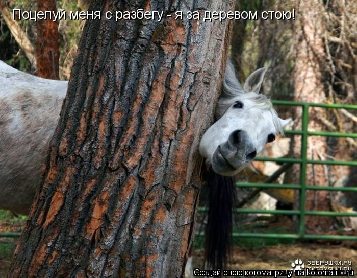 Котоматрица: Поцелуй меня с разбегу - я за деревом стою!