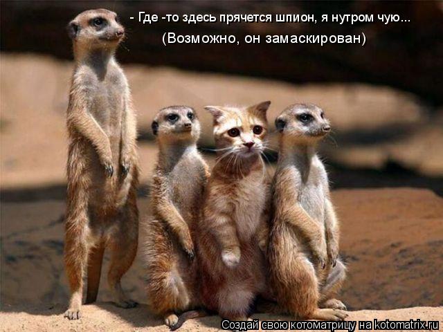 Котоматрица: - Где -то здесь прячется шпион, я нутром чую... (Возможно, он замаскирован)