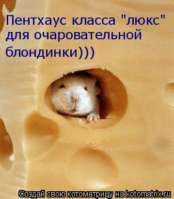 Пентхаус класса "люкс" для очаровательной блондинки)))... Котоматрица: Пентхаус класса "люкс" для очаровательной блондинки)))