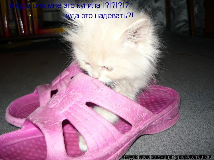 и куда она мне это купила !?!?!?!? куда это надевать?!... Котоматрица: и куда она мне это купила !?!?!?!? куда это надевать?!
