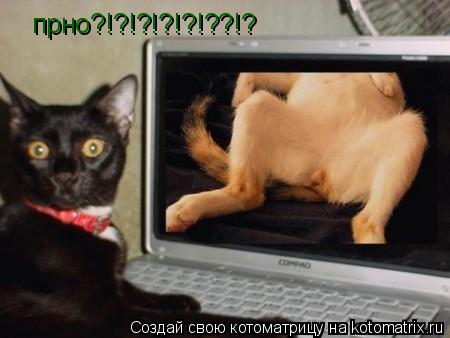 прно?!?!?!?!?!??!?... Котоматрица: прно?!?!?!?!?!??!?