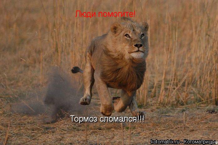 Котоматрица: Люди помогите! Тормоз сломался!!!