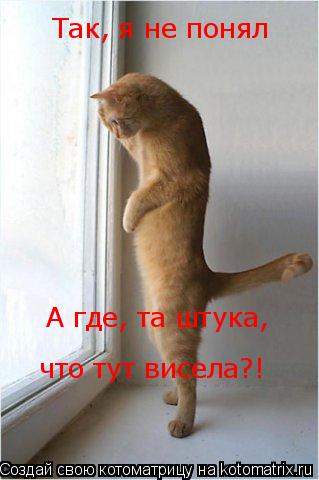 Котоматрица: Так, я не понял А где, та штука,  что тут висела?!
