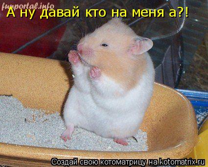 Котоматрица: А ну давай кто на меня а?!