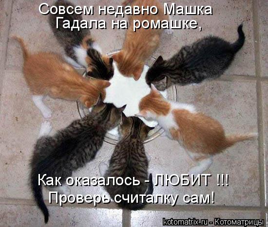 Совсем недавно Машка Гадала на ромашке, Как оказалось - ЛЮБИТ !!! Проверь считалку сам!... Котоматрица: Совсем недавно Машка Гадала на ромашке, Как оказалось - ЛЮБИТ !!! Проверь считалку сам!
