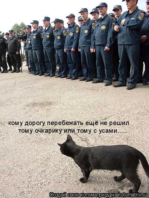 кому дорогу перебежать ещё не решил тому очкарику или тому с усами........ Котоматрица: кому дорогу перебежать ещё не решил тому очкарику или тому с усами.....