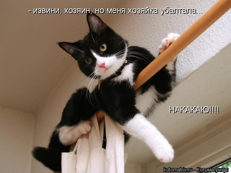 - извини, хозяин, но меня хозяйка убалтала... НАКАКАЮ!!!!... Котоматрица: - извини, хозяин, но меня хозяйка убалтала... НАКАКАЮ!!!!