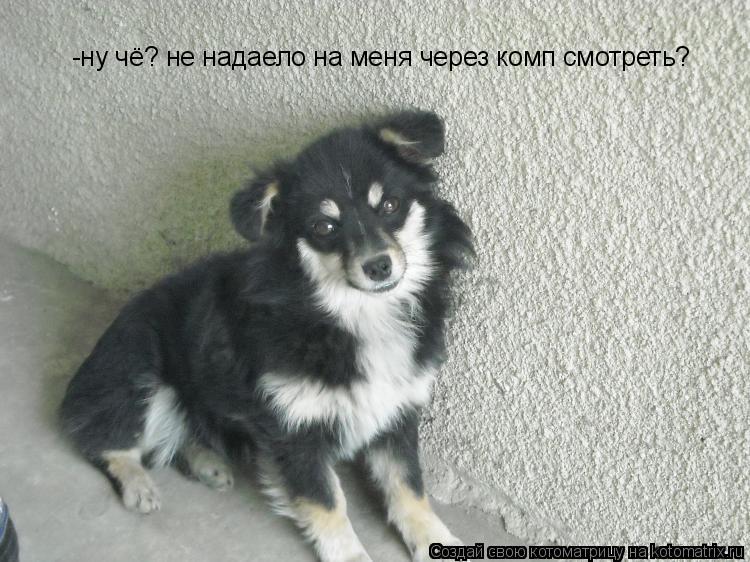 -ну чё? не надаело на меня через комп смотреть?... Котоматрица: -ну чё? не надаело на меня через комп смотреть?