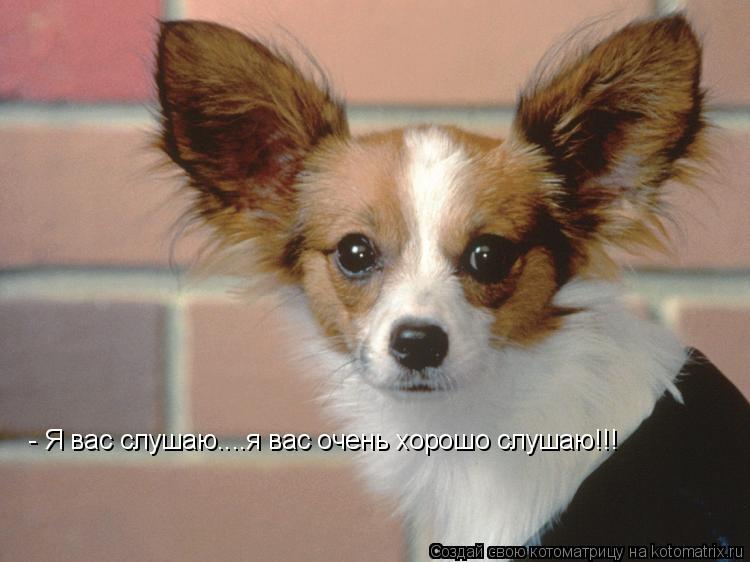 - Я вас слушаю....я вас очень хорошо слушаю!!!... Котоматрица: - Я вас слушаю....я вас очень хорошо слушаю!!!