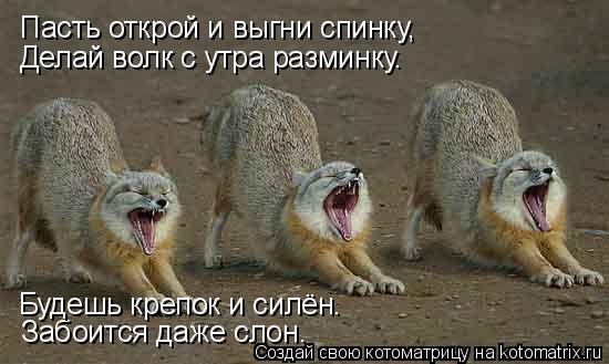 Пасть открой и выгни спинку, Делай волк с утра разминку. Забоится даже слон. Будешь крепок и силён.... Котоматрица: Пасть открой и выгни спинку, Делай волк с утра разминку. Забоится даже слон. Будешь крепок и силён.