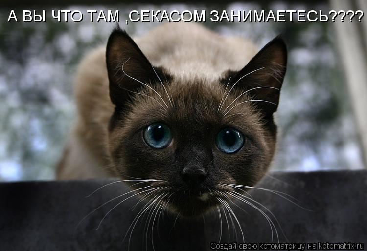 А ВЫ ЧТО ТАМ ,СЕКАСОМ ЗАНИМАЕТЕСЬ????... Котоматрица: А ВЫ ЧТО ТАМ ,СЕКАСОМ ЗАНИМАЕТЕСЬ????
