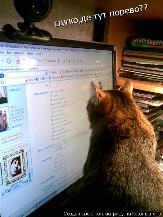 сцуко,де тут порево??... Котоматрица: сцуко,де тут порево??