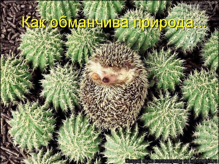 Как обманчива природа...... Котоматрица: Как обманчива природа...