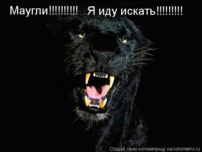 Маугли!!!!!!!!!! Я иду искать!!!!!!!!!... Котоматрица: Маугли!!!!!!!!!! Я иду искать!!!!!!!!!