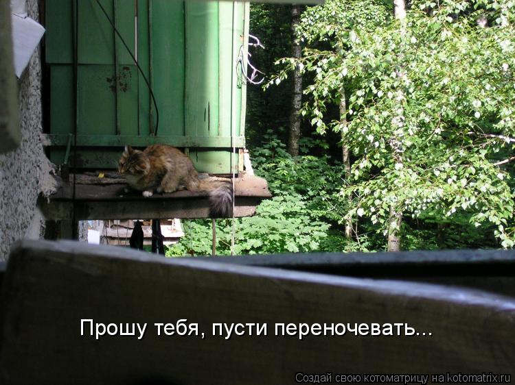 Прошу тебя, пусти переночевать...... Котоматрица: Прошу тебя, пусти переночевать...