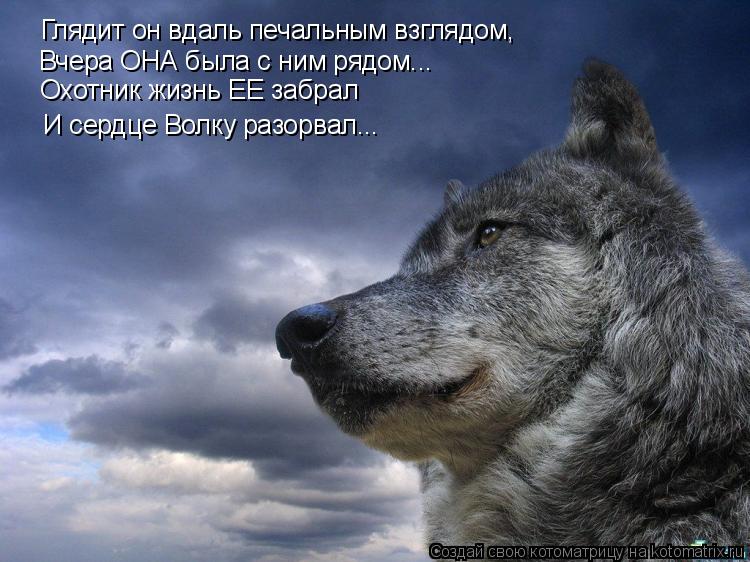 И сердце Волку разорвал... Глядит он вдаль печальным взглядом, Вчера ОНА была с ним рядом... Охотник ... Котоматрица: И сердце Волку разорвал... Глядит он вдаль печальным взглядом, Вчера ОНА была с ним рядом... Охотник жизнь ЕЕ забрал