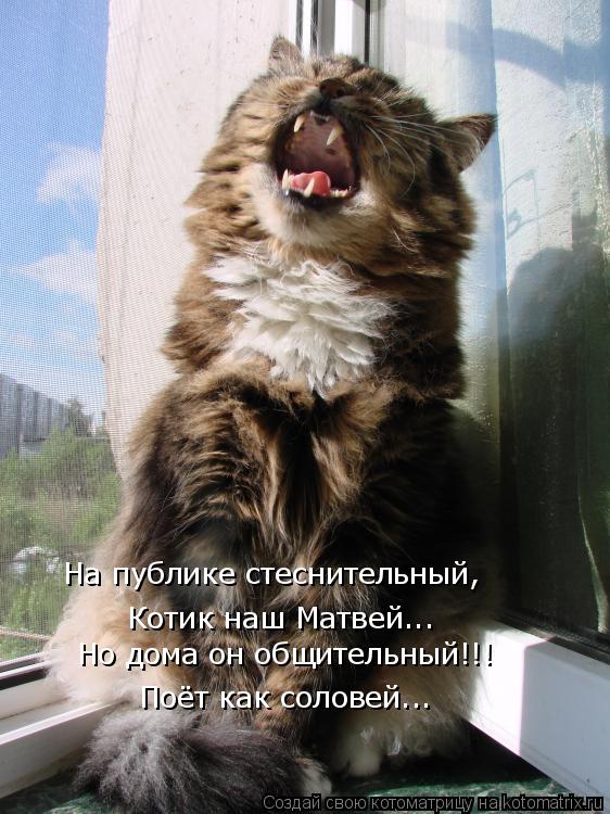 Котик наш Матвей... На публике стеснительный, Но дома он общительный!!! Поёт как соловей...... Котоматрица: Котик наш Матвей... На публике стеснительный, Но дома он общительный!!! Поёт как соловей...