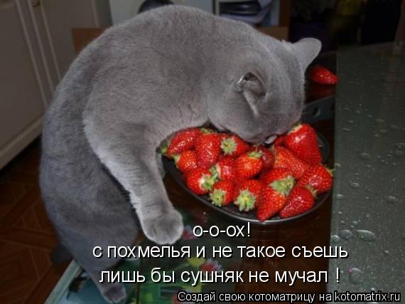 Котоматрица: о-о-ох! с похмелья и не такое съешь лишь бы сушняк не мучал !