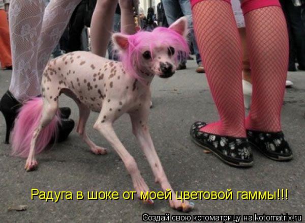 Котоматрица: Радуга в шоке от моей цветовой гаммы!!!