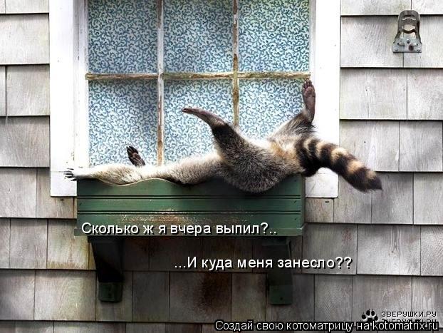 Котоматрица: Сколько ж я вчера выпил?.. ...И куда меня занесло??
