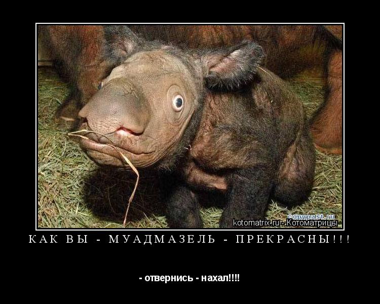 Как Вы - муадмазель - прекрасны!!! - отвернись - нахал!!!!... Котоматрица: Как Вы - муадмазель - прекрасны!!! - отвернись - нахал!!!!