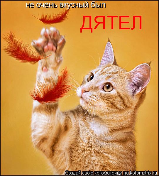 Котоматрица: ДЯТЕЛ не очень вкусный был